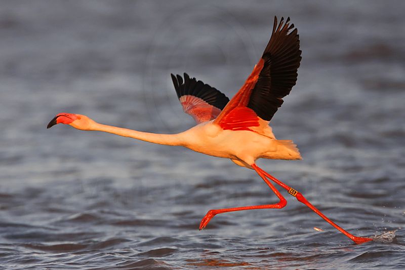 _MG_0800 Greater Flamingo.jpg