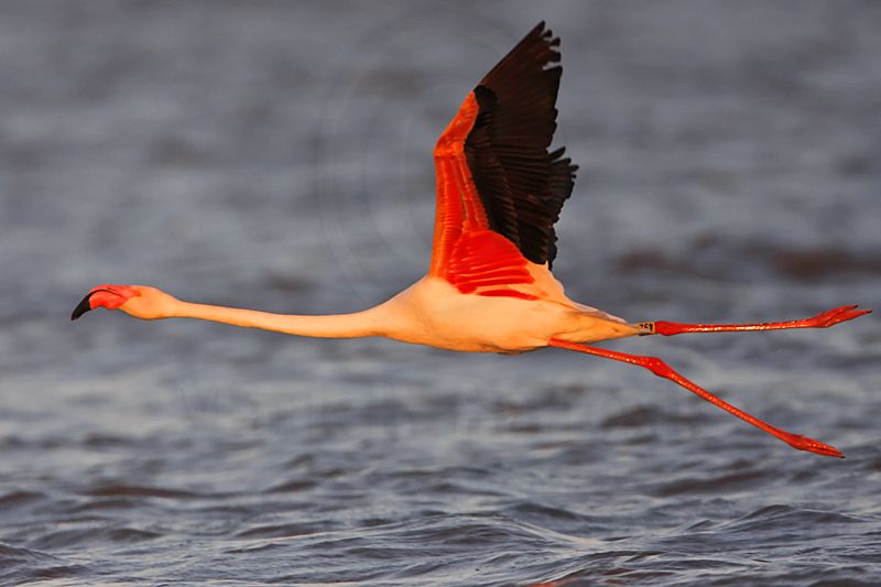 _MG_0808 Greater Flamingo.jpg