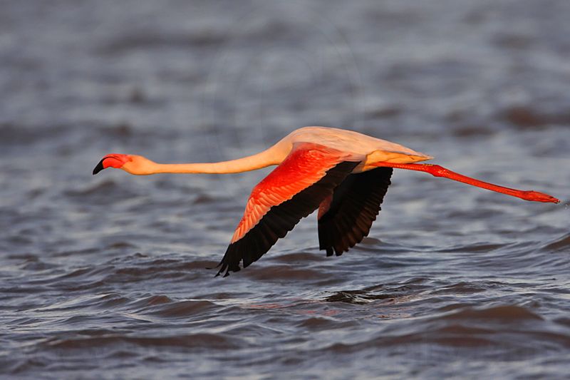 _MG_0813 Greater Flamingo.jpg