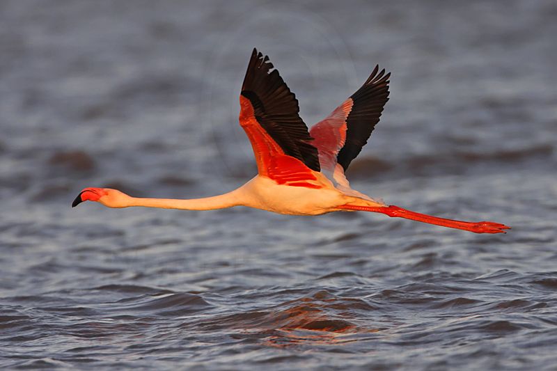 _MG_0815 Greater Flamingo.jpg