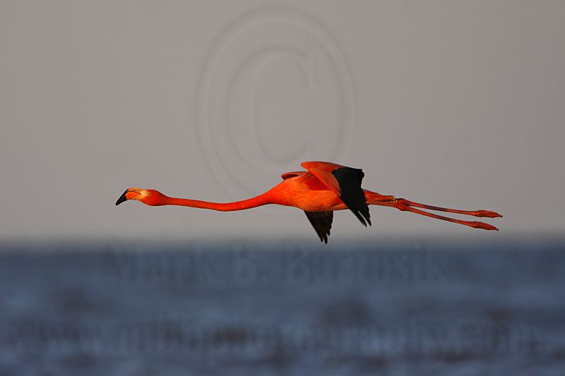 _MG_0823 Greater Flamingo.jpg