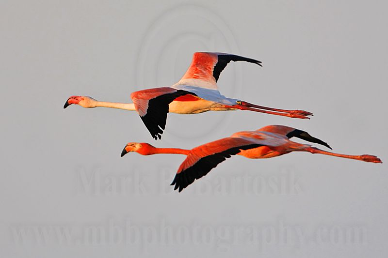 _MG_0837 Greater Flamingo.jpg