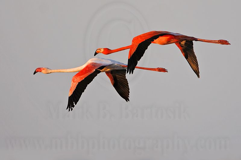 _MG_0840 Greater Flamingo.jpg