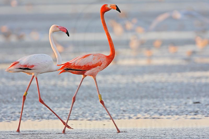 _MG_0856 Greater Flamingo.jpg