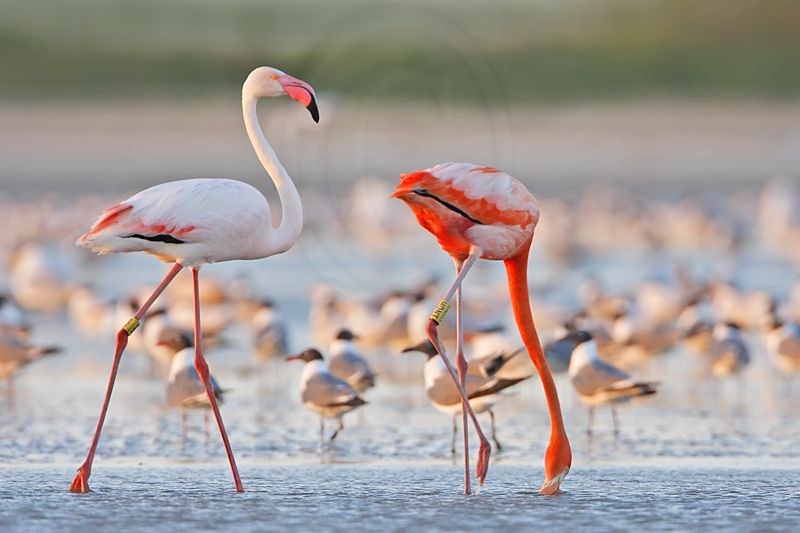 _MG_0880 Greater Flamingo.jpg