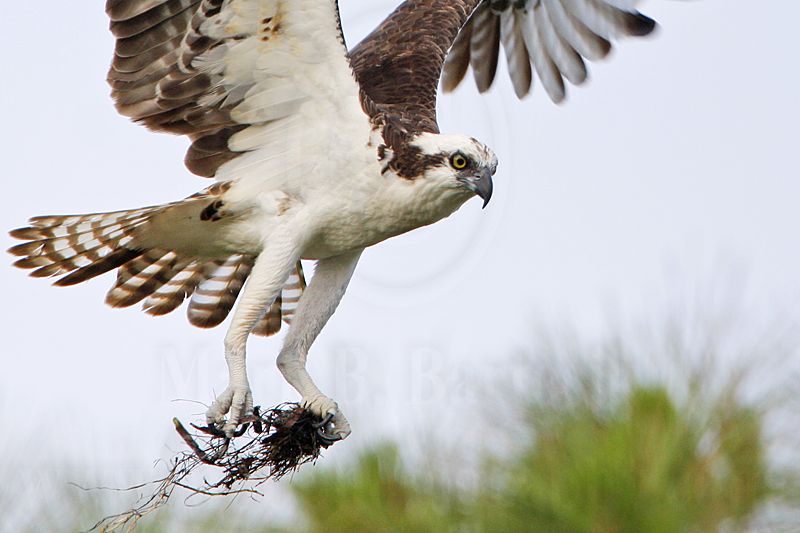 _MG_0128 Osprey.jpg