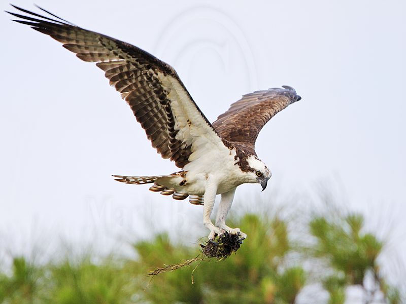 _MG_0130 Osprey.jpg