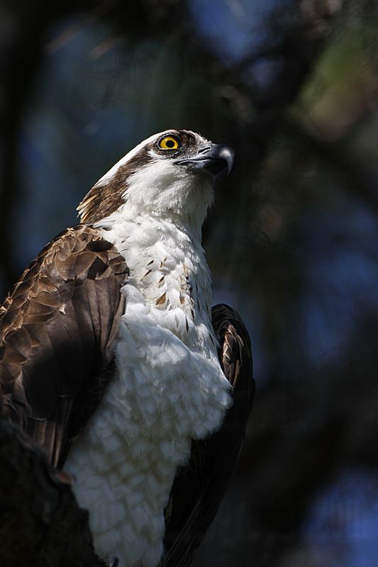 _MG_1153 Osprey.jpg