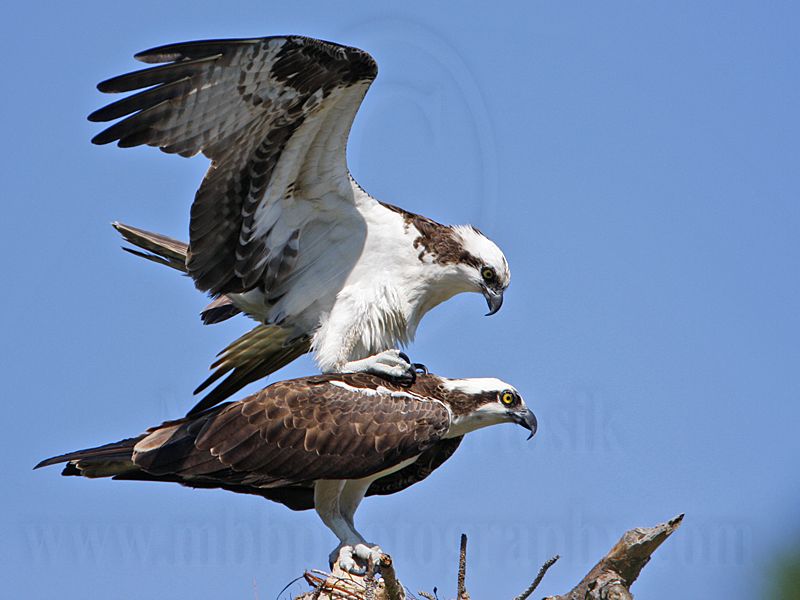 _MG_1176 Osprey.jpg