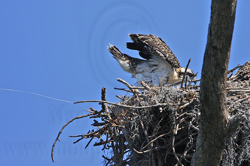 _MG_2907 Osprey.jpg