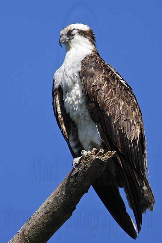 _MG_3476 Osprey.jpg