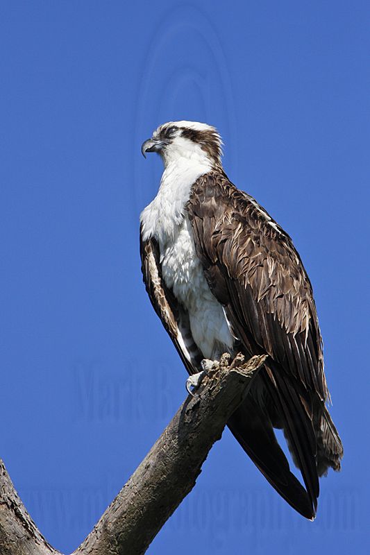 _MG_3489 Osprey.jpg