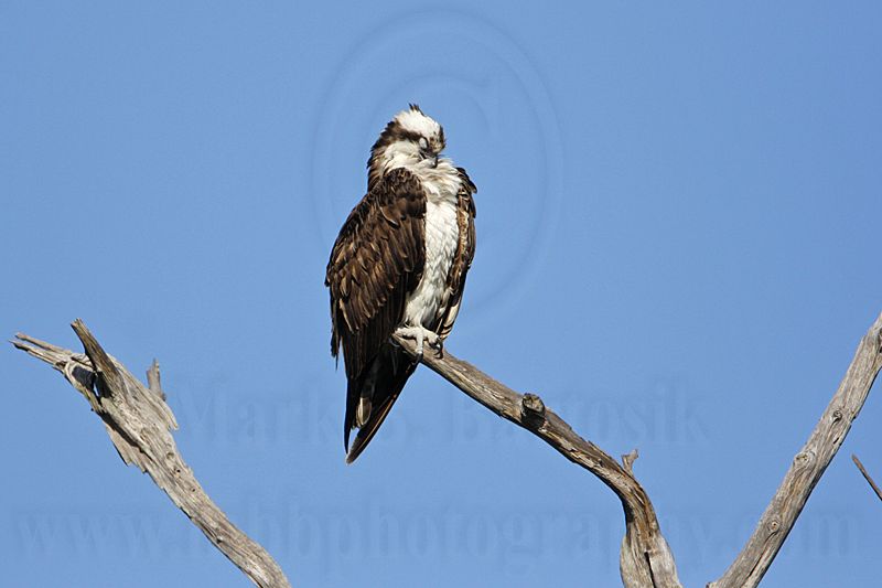 _MG_3600 Osprey.jpg