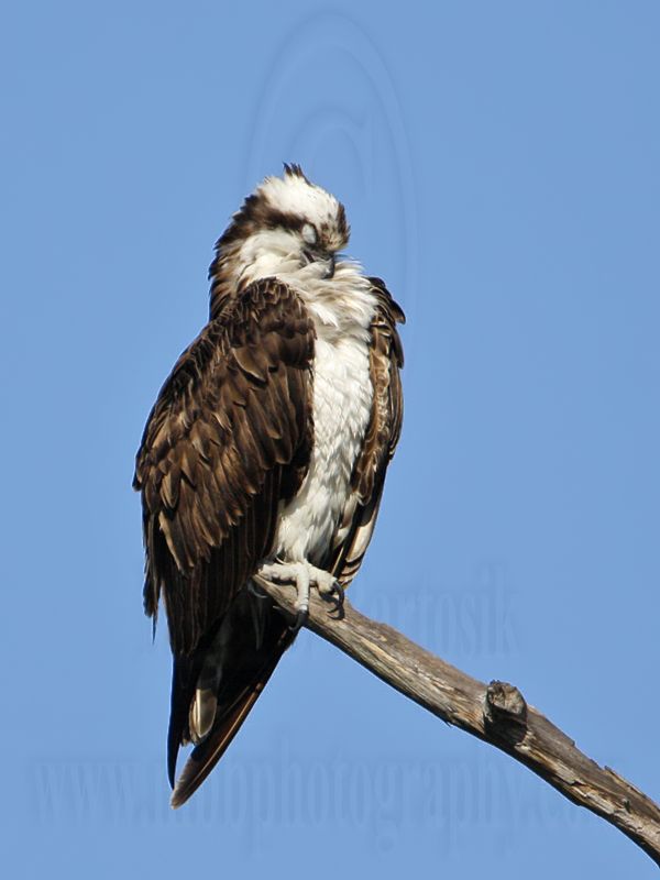 _MG_3600crop Osprey.jpg