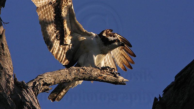 _MG_0986 Osprey.jpg