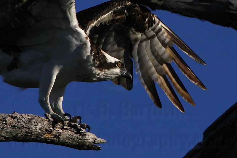 _MG_0988 Osprey.jpg