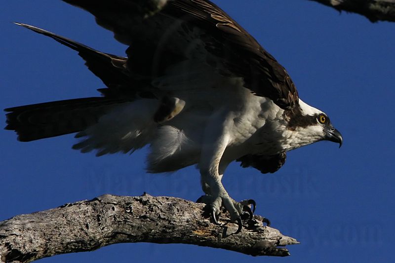 _MG_0991 Osprey.jpg