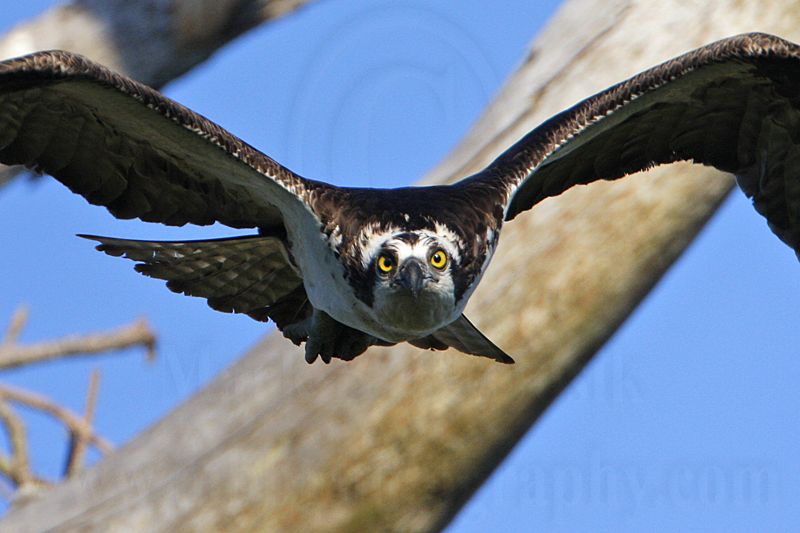 _MG_1044 Osprey.jpg