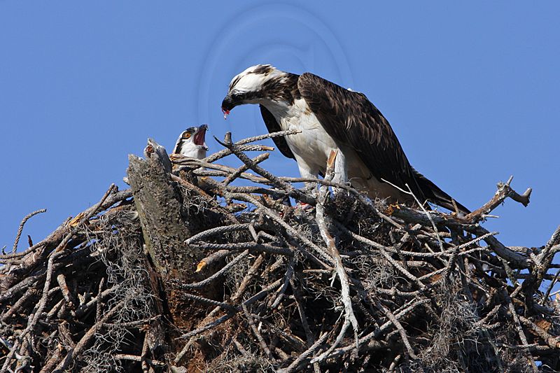 _MG_2415 Osprey.jpg