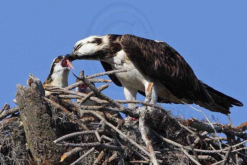 _MG_2494 Osprey.jpg