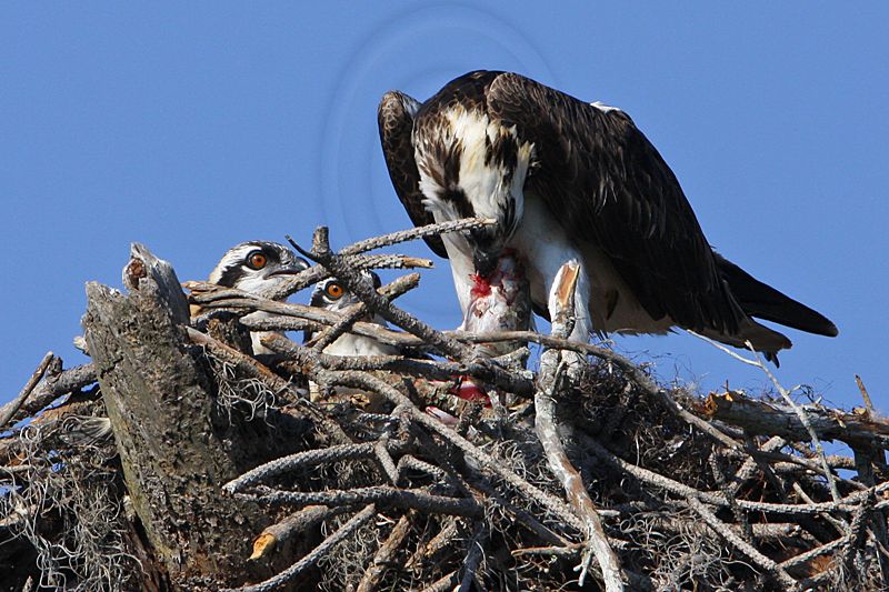 _MG_2520 Osprey.jpg