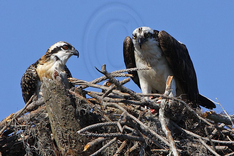 _MG_2682 Osprey.jpg