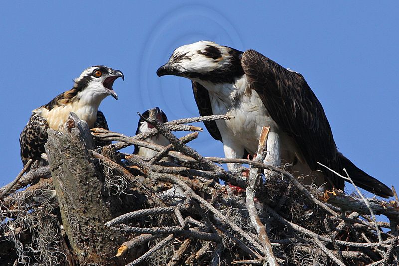 _MG_2693 Osprey.jpg