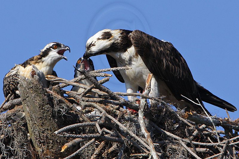 _MG_2694 Osprey.jpg