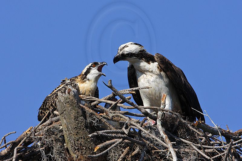 _MG_2958 Osprey.jpg