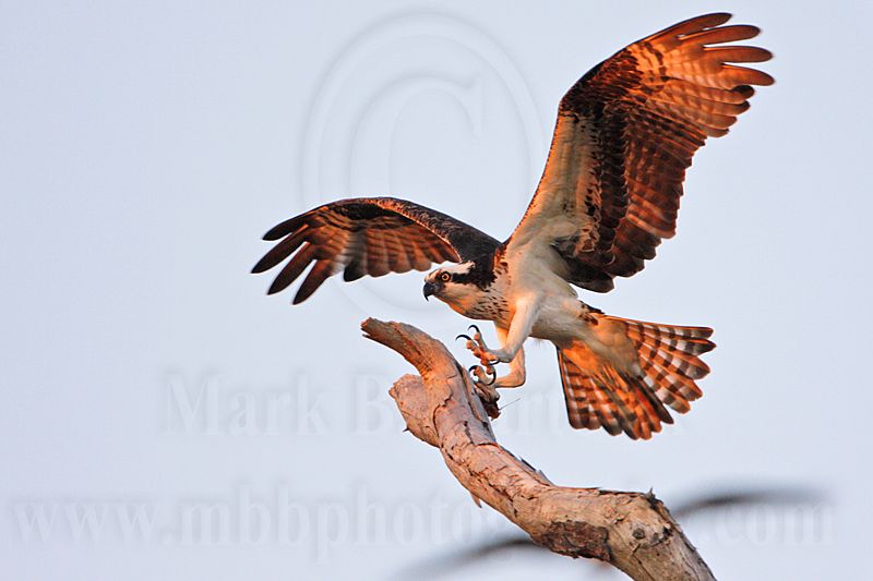 _MG_4413 Osprey.jpg