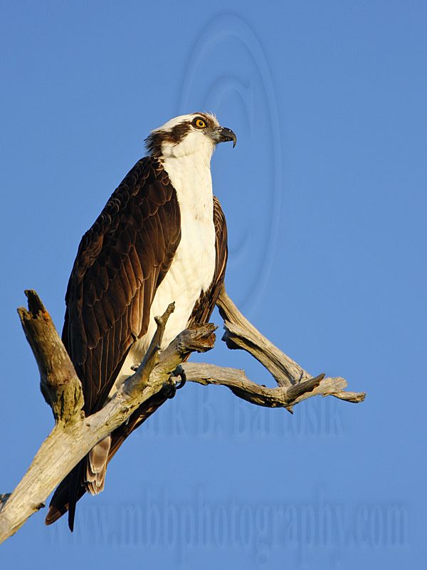 _MG_5117 Osprey.jpg