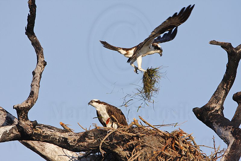 _MG_5628 Osprey.jpg