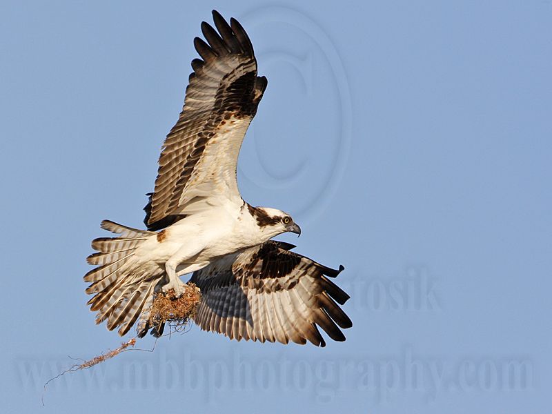 _MG_5700 Osprey.jpg