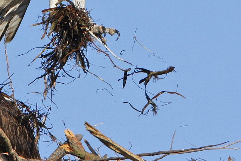 _MG_5738crop Osprey.jpg