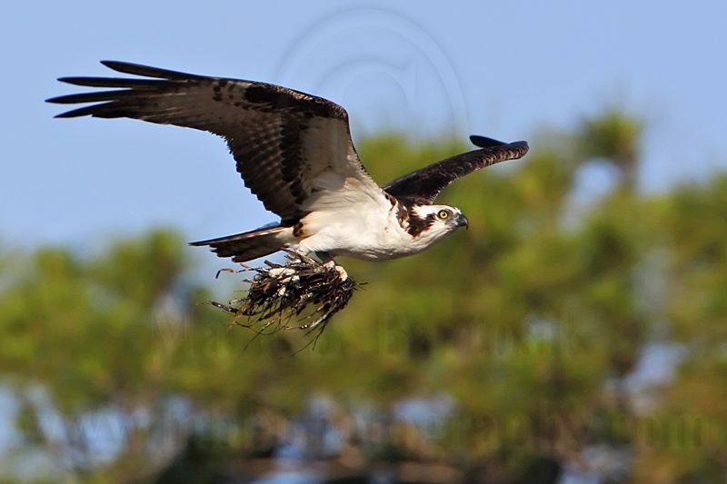 _MG_6103 Osprey.jpg