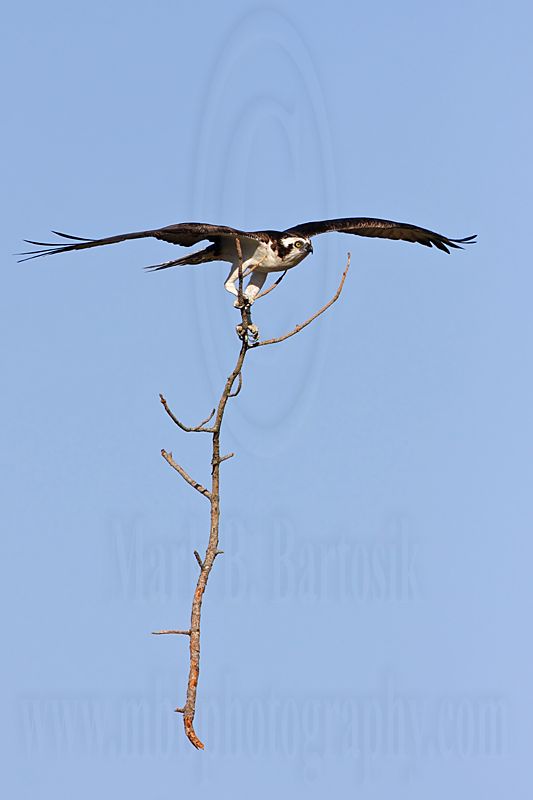 _MG_6273 Osprey.jpg