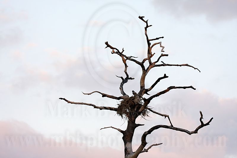 _MG_8338 Osprey.jpg