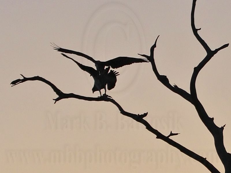 _MG_8382crop Osprey.jpg