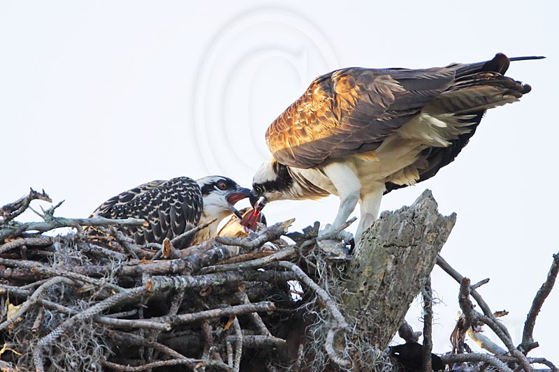 _MG_8591 Osprey.jpg