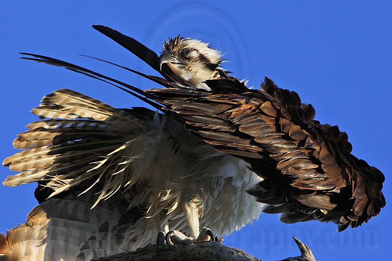 _MG_8993 Osprey.jpg