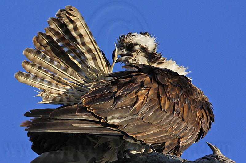 _MG_9015 Osprey.jpg