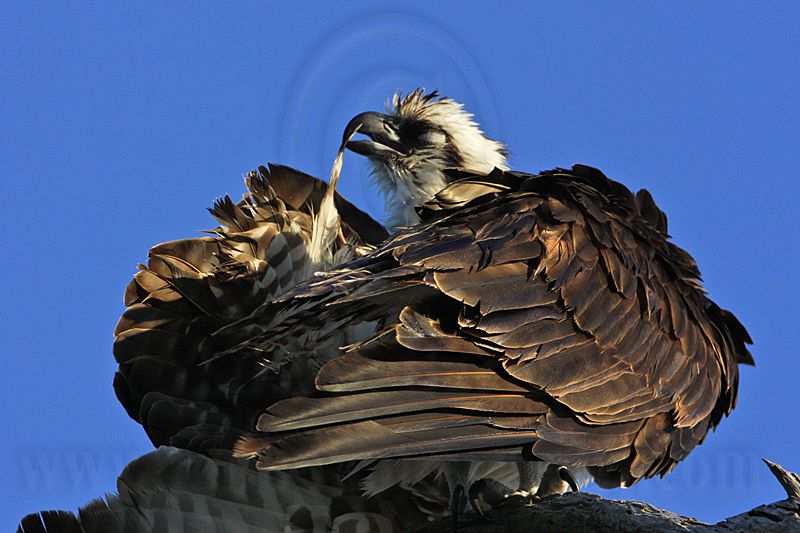 _MG_9063 Osprey.jpg