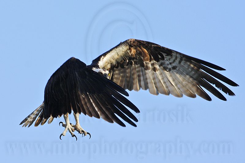 _MG_9263 Osprey.jpg