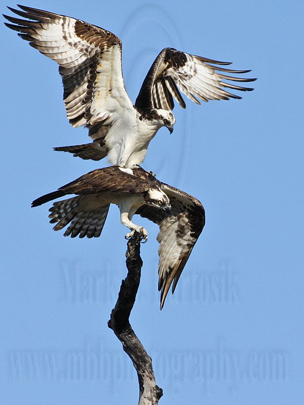 _MG_9723 Osprey.jpg