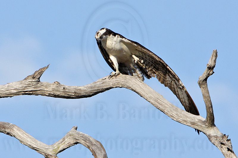 _MG_4327 Osprey.jpg