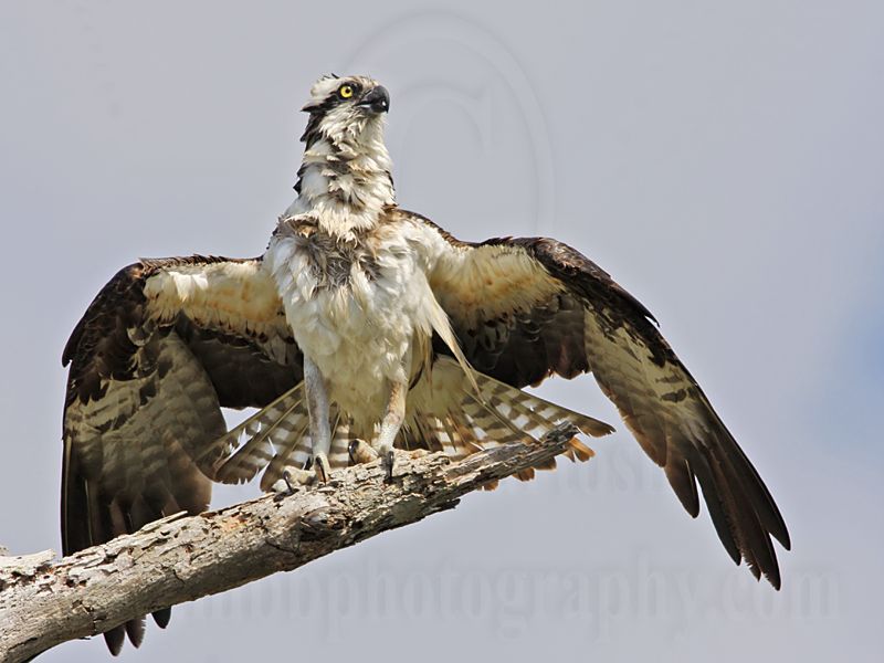 _MG_5908 Osprey.jpg