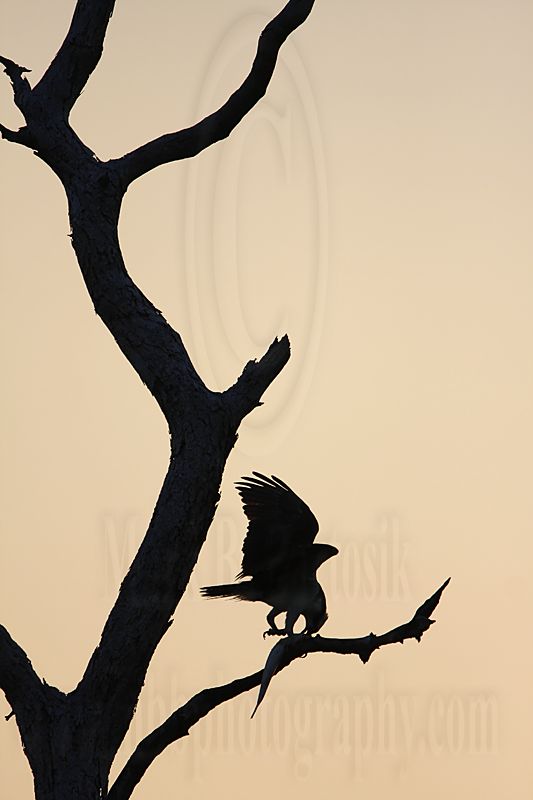 _MG_7120 Osprey.jpg