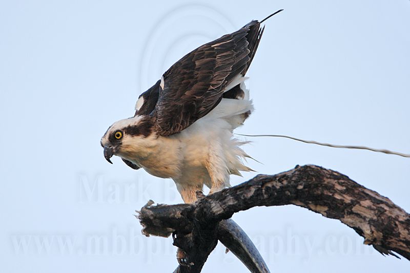 _MG_7186 Osprey.jpg