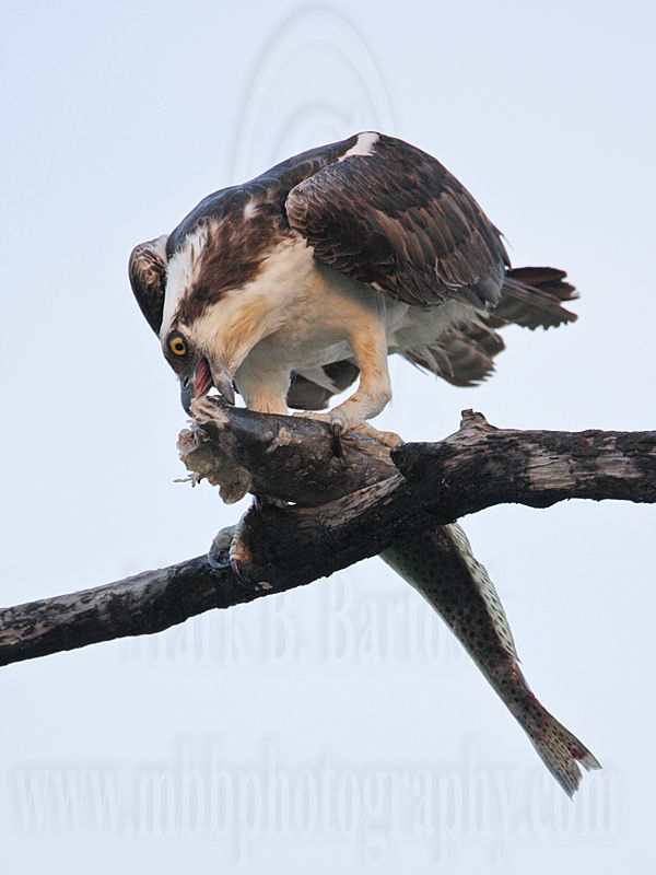 _MG_7315 Osprey.jpg