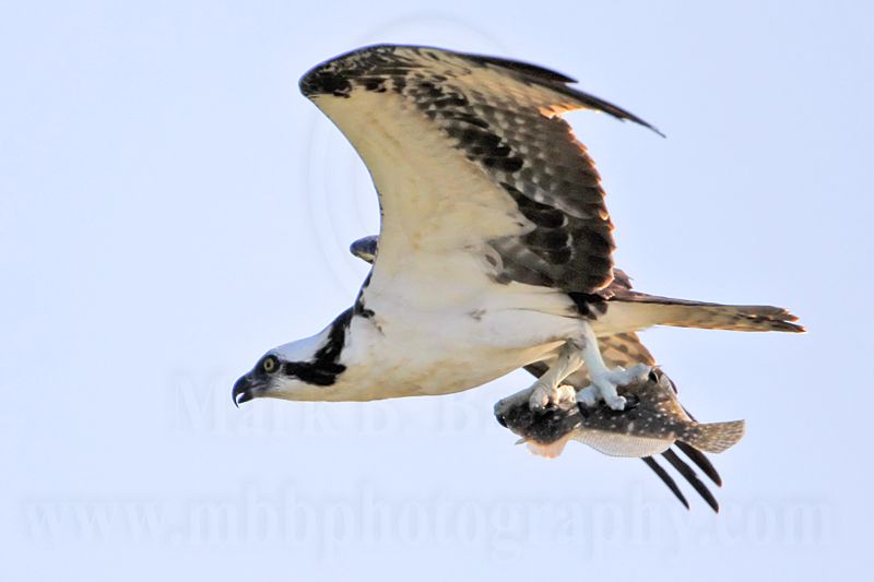 _MG_1079 Osprey.jpg